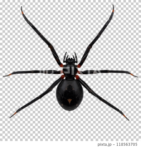 Black widow spider on a plain background displaying its distinctive features Black widow spider on a plain background displaying its distinctive features 118563705