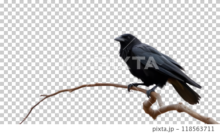 A crow perched on a bare branch against a bright white background 118563711