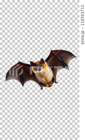 A close-up view of a bat flying against a plain white background 118563712