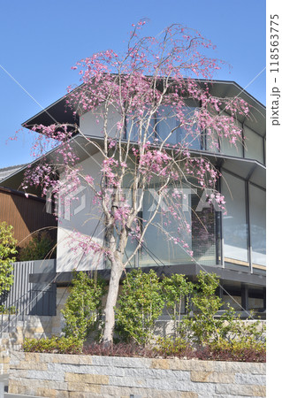 嵐山の桜 118563775