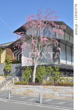 嵐山の桜 嵐山の桜 118563776