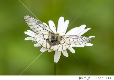 フランス菊の花の蜜を吸うウスバシロチョウ 118564443