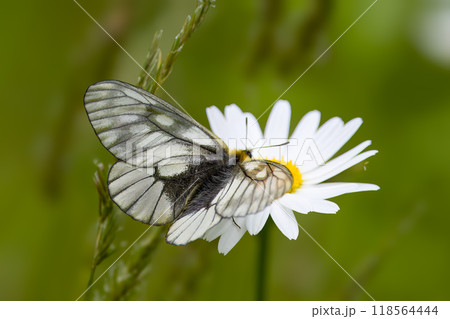 フランス菊の花の蜜を吸うウスバシロチョウ 118564444