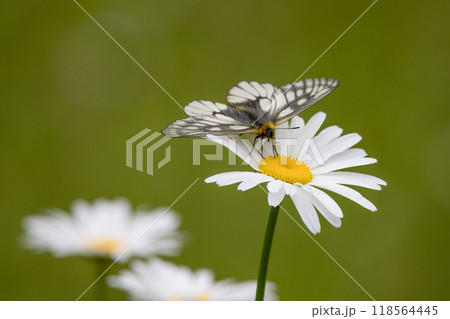 フランス菊の花の蜜を吸うウスバシロチョウ フランス菊の花の蜜を吸うウスバシロチョウ 118564445