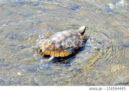 川岸の護岸の上を歩く野生の石亀 118564483