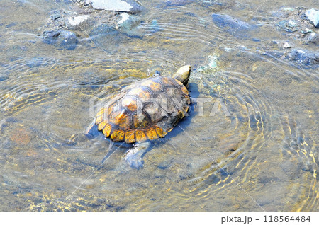 川岸の護岸の上を歩く野生の石亀 118564484