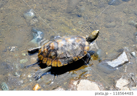 川岸の護岸の上を歩く野生の石亀 118564485