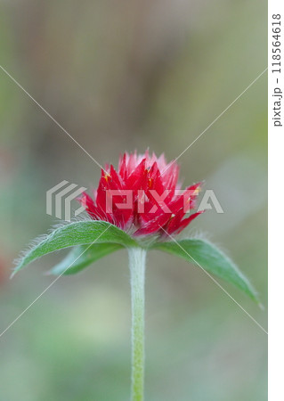 赤いセンニチコウの花 118564618