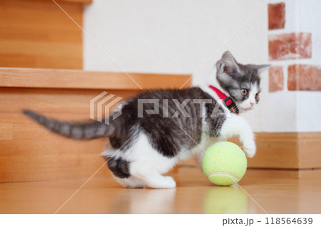 ボールで遊ぶ子猫 ボールで遊ぶ子猫 118564639