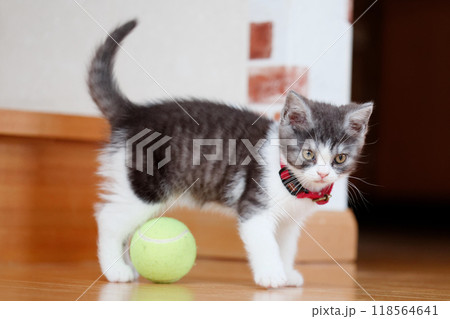ボールで遊ぶ子猫 ボールで遊ぶ子猫 118564641