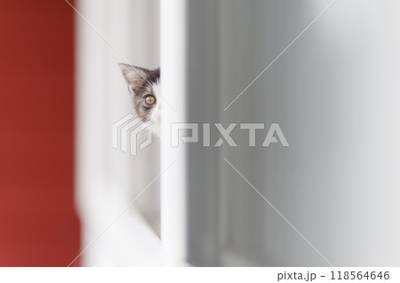 窓から顔を出す子猫 118564646