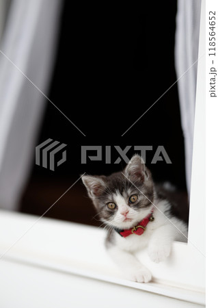 窓から顔を出す子猫 118564652