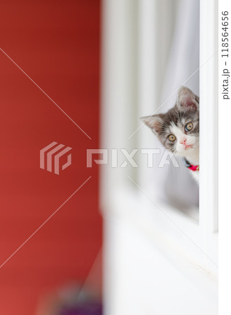 窓から顔を出す子猫 118564656