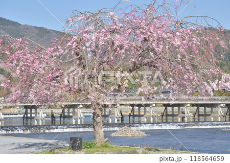 嵐山の桜 嵐山の桜 118564659