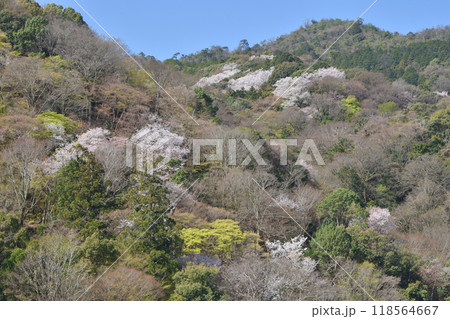 嵐山の桜 嵐山の桜 118564667