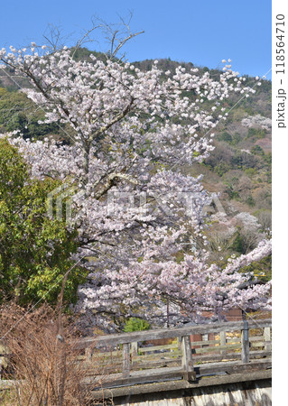 嵐山の桜と中ノ島橋 嵐山の桜と中ノ島橋 118564710