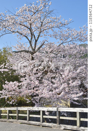 嵐山の桜と中ノ島橋 118564712