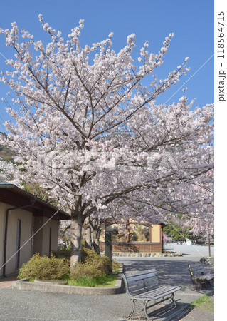 嵐山の桜 118564715