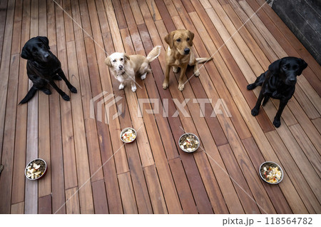 Four beautfiul obedient dogs waiting patiently for their meals Four beautfiul obedient dogs waiting patiently for their meals 118564782