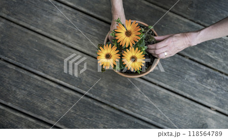 Overhead view of female hands planting beautiful orange flowers in a clay pot 118564789