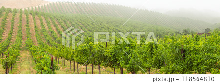 Beautiful Grape Vineyard Landscape Banner. Beautiful Grape Vineyard Landscape Banner. 118564810