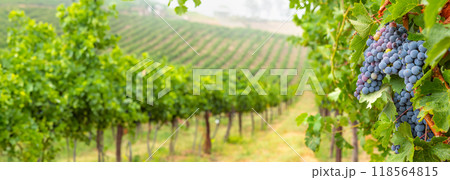 Beautiful Grape Vineyard Landscape Banner. Beautiful Grape Vineyard Landscape Banner. 118564815