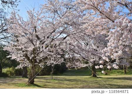 嵐山の桜 嵐山の桜 118564871