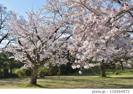 嵐山の桜 嵐山の桜 118564872