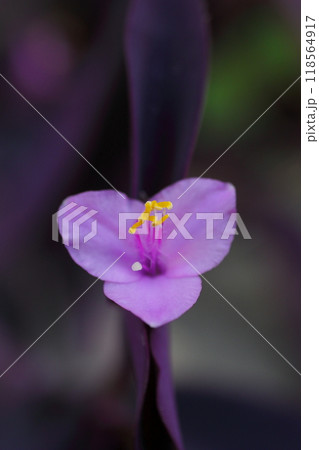 可憐なピンクのムラサキゴテンの花 可憐なピンクのムラサキゴテンの花 118564917