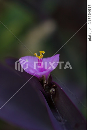 可憐なムラサキゴテンのの花 可憐なムラサキゴテンのの花 118564918