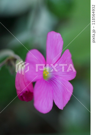 ピンク色の可愛いオキザリスの花 118564932