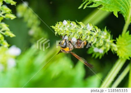 紫蘇の花に飛来し蜜を吸うスズバチ 紫蘇の花に飛来し蜜を吸うスズバチ 118565335