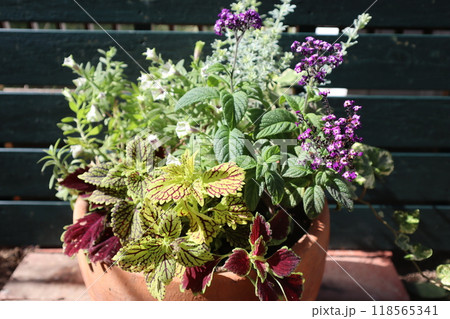 ヘリオトロープとコリウスの寄せ植え ヘリオトロープとコリウスの寄せ植え 118565341