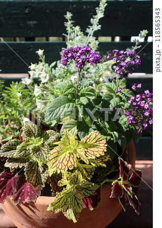 ヘリオトロープとコリウスの寄せ植え 118565343