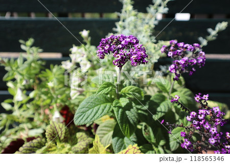 紫色のヘリオトロープの花 118565346