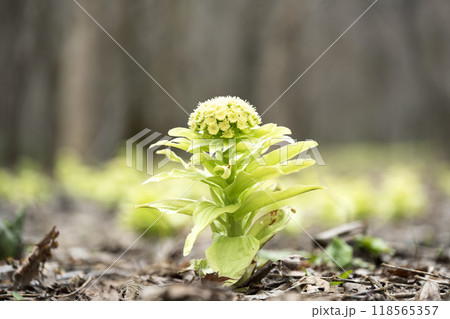 フキノトウ　札幌市 118565357