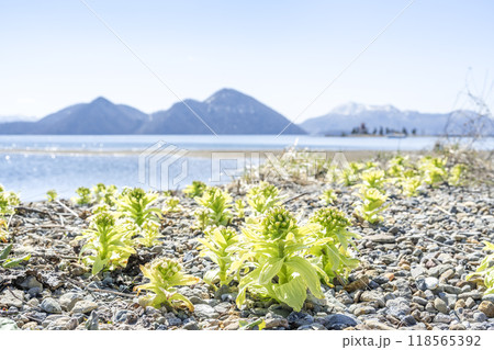 早春の洞爺湖 洞爺湖町 早春の洞爺湖 洞爺湖町 118565392