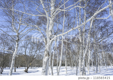 冬のシラカバ林 真駒内公園 札幌市 冬のシラカバ林 真駒内公園 札幌市 118565415