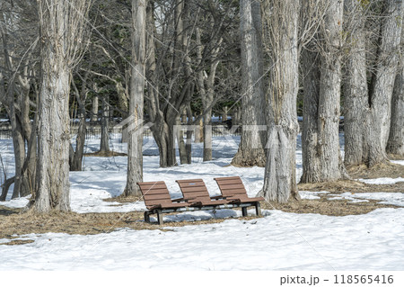 冬のポプラとセパレートベンチ　真駒内公園　札幌市 118565416