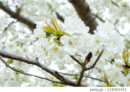 満開の大島桜 118565452