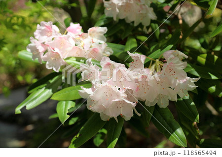 可愛い　シャクナゲの花 118565494