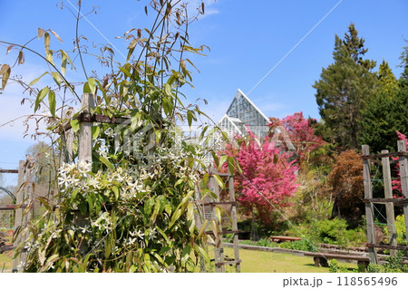 爽やか センニンソウの花 爽やか センニンソウの花 118565496