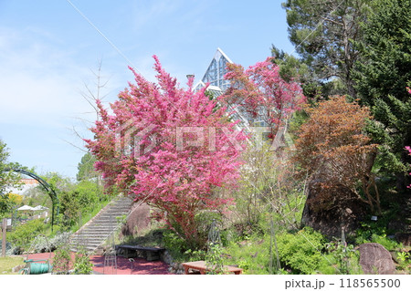 華やか　アカバナトキワマンサクの花 118565500