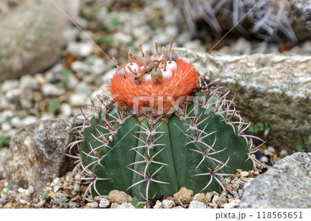 サボテン科多肉植物のメロカクタス：マタンザヌス 118565651