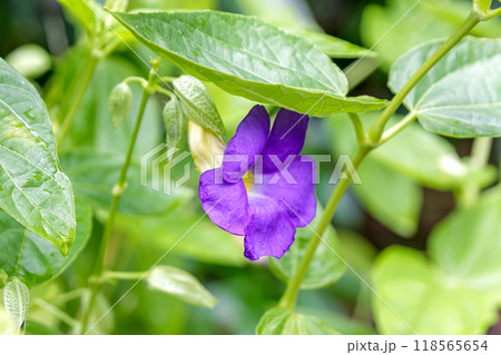 蔓性常緑低木でアサガオに似ているツンベルギア バティスコンベイ 118565654