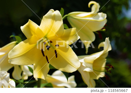 家の周りの草花　四季の色々　初夏　爽やかな　黄色い大輪のユリの花が咲きました　 118565667