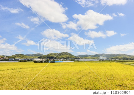 田園風景 118565904