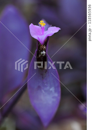 秋に咲く紫色の小さなムラサキゴテンの花 秋に咲く紫色の小さなムラサキゴテンの花 118565936