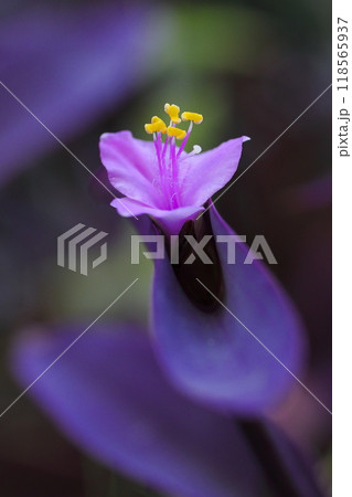 ピンクの花を咲かすムラサキゴテン 118565937