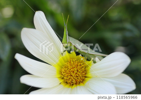 白いガザニアの花を食べるバッタ 白いガザニアの花を食べるバッタ 118565966